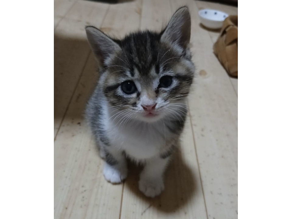 4匹兄弟です