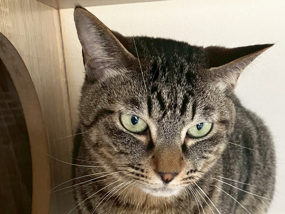 キジトラ姉妹猫、紅♀約3歳