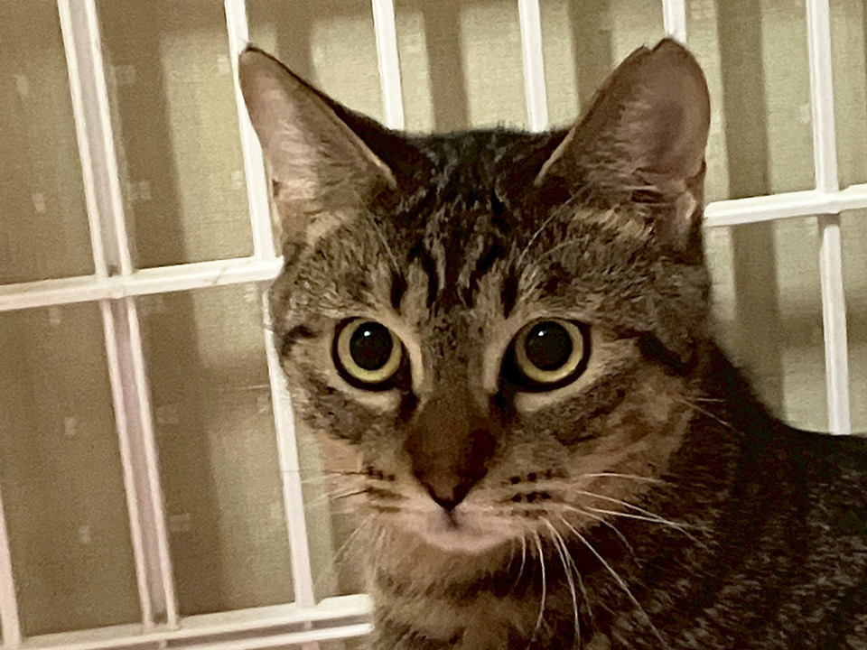 キジトラ姉妹猫、はるか♀約3歳