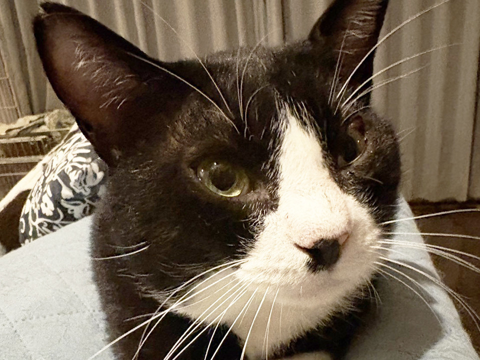 温厚な白黒猫♂むち助4~6歳※初参加