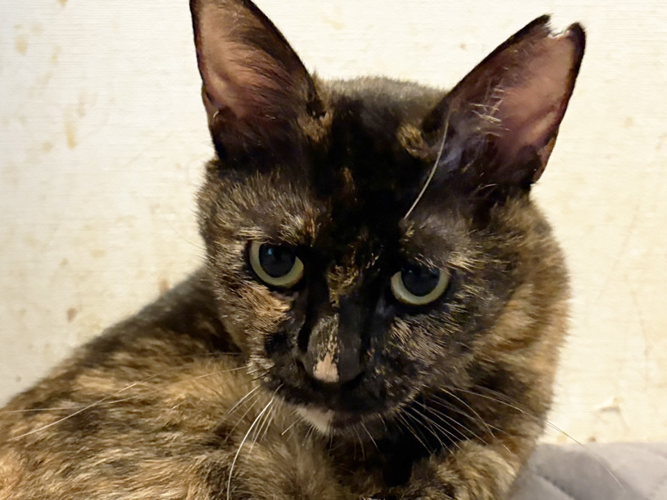 尻尾が可愛い、さぼてん♀2〜4歳※初参加