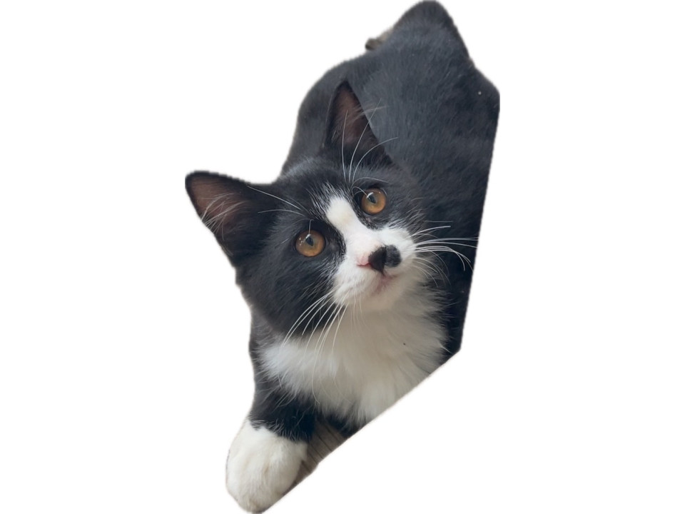 ふわふわ美猫の男の子