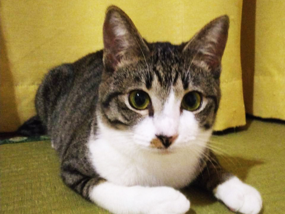 福岡から来た♀皐月9ヵ月※初参加