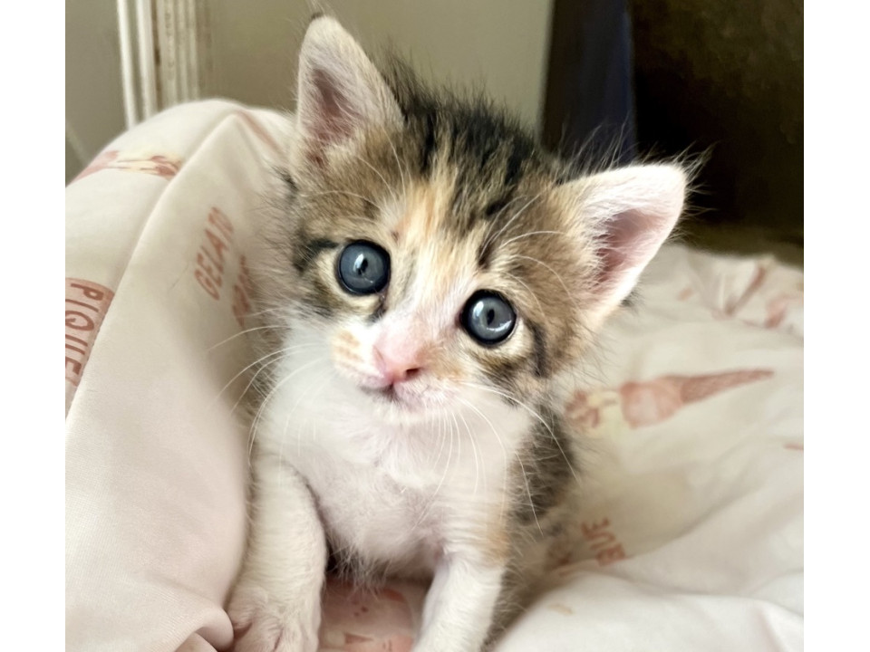 生後1日から育てた兄妹☆リカちゃん☆