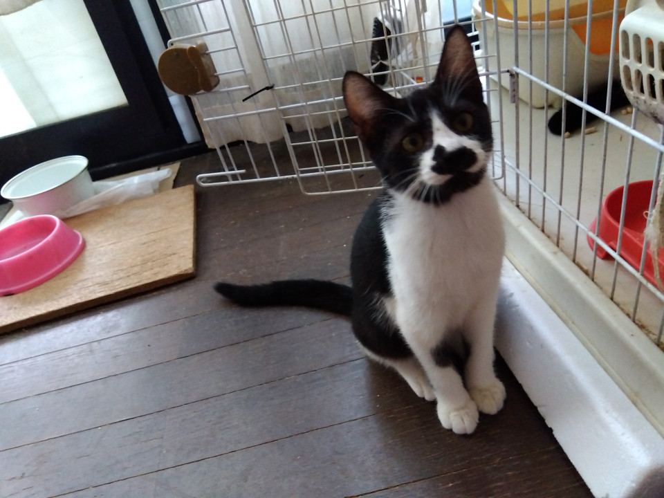 元気いっぱいハチワレちょび髭君