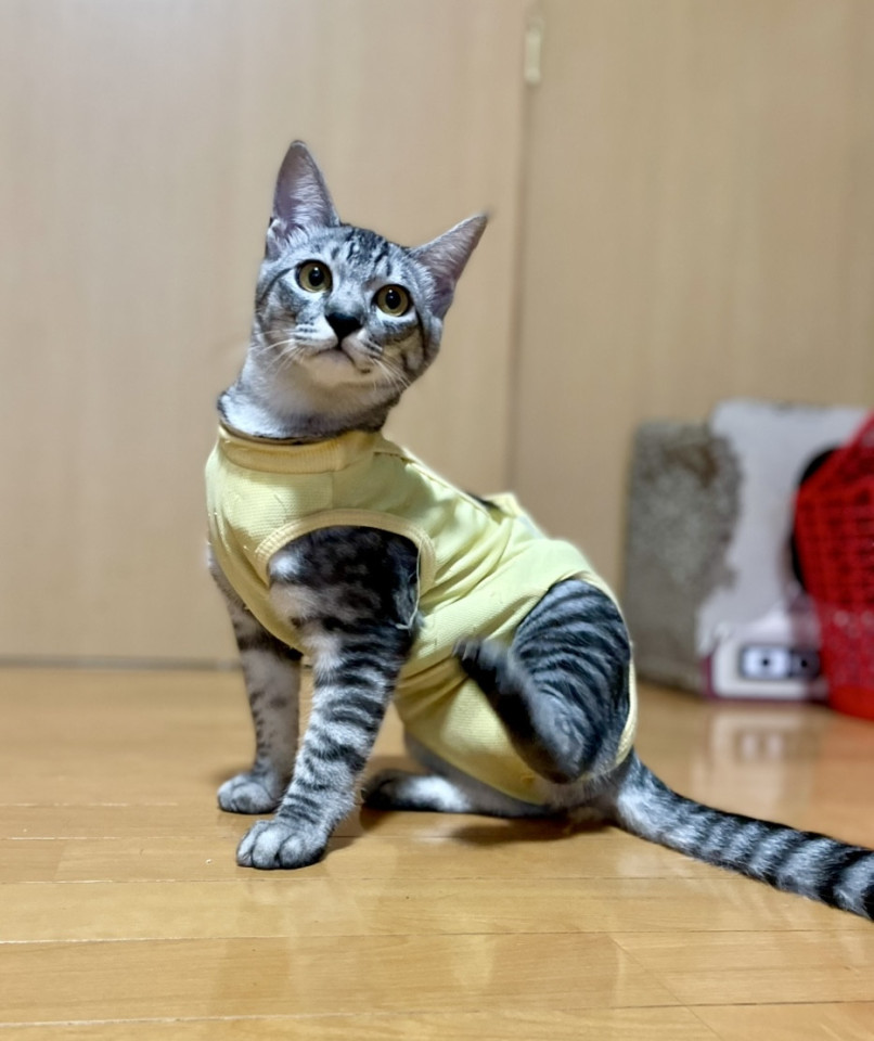 甘えんぼのサバトラちゃん