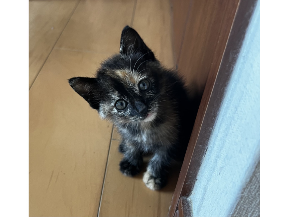 かわいい3匹の子猫の保護者を募集します。