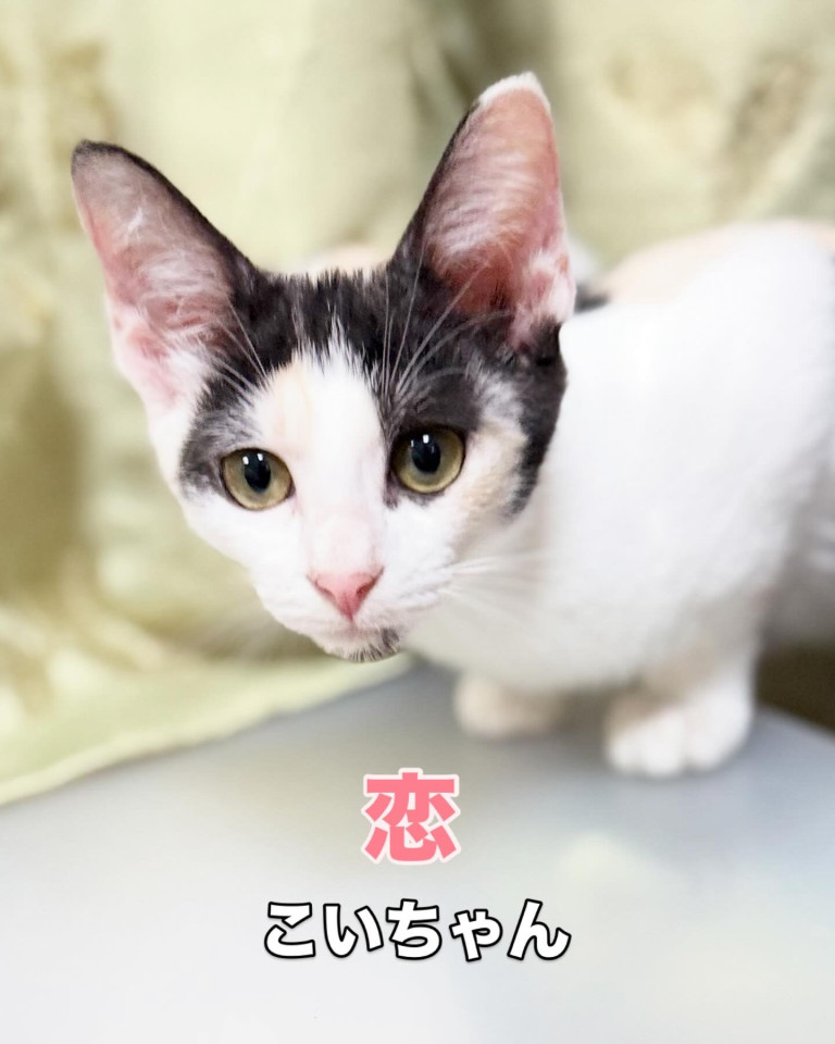 パステル風三毛猫ちゃん