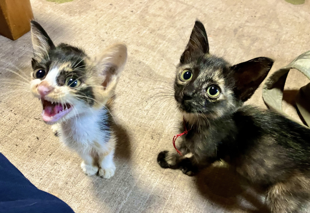 びっくり顔のサビちゃんとミケちゃん