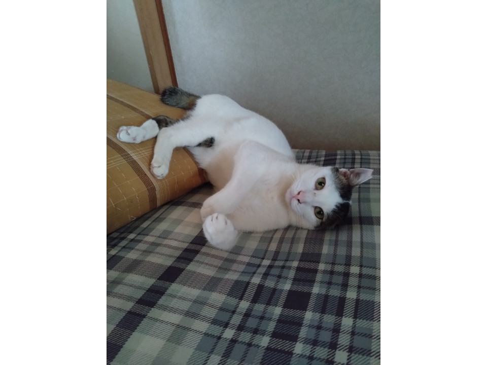 幸運強運交通事故猫おにいさん