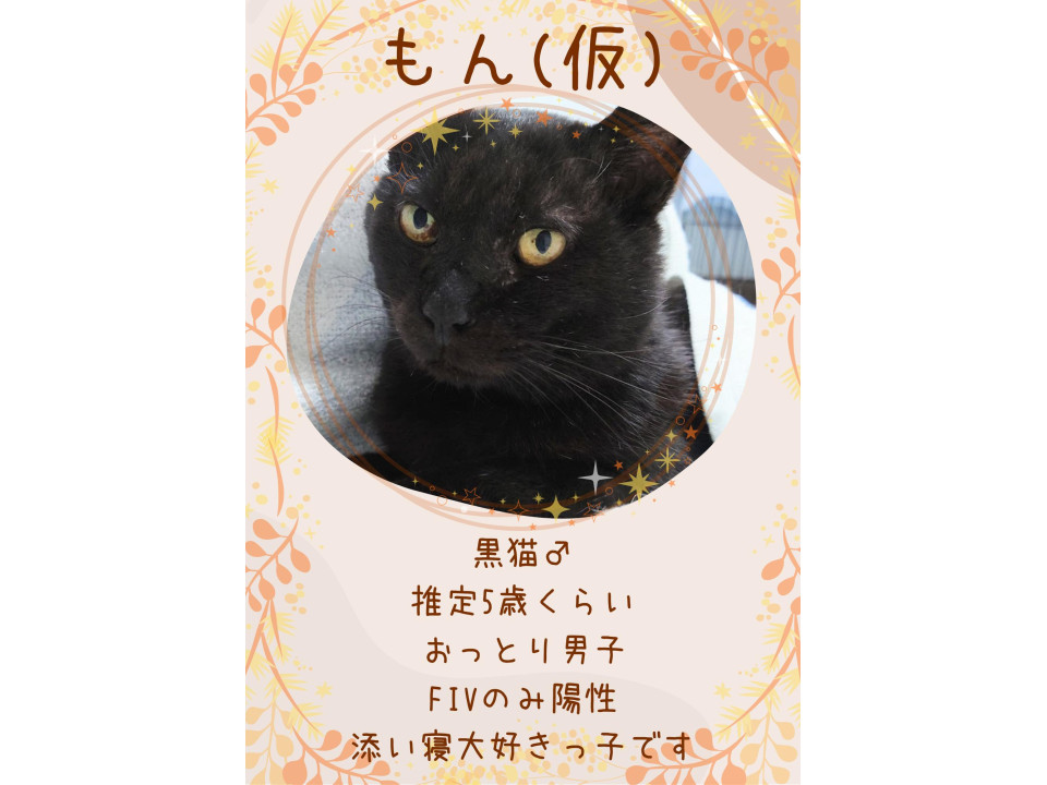 お顔の変化を見て欲しい！黒猫もんちゃん