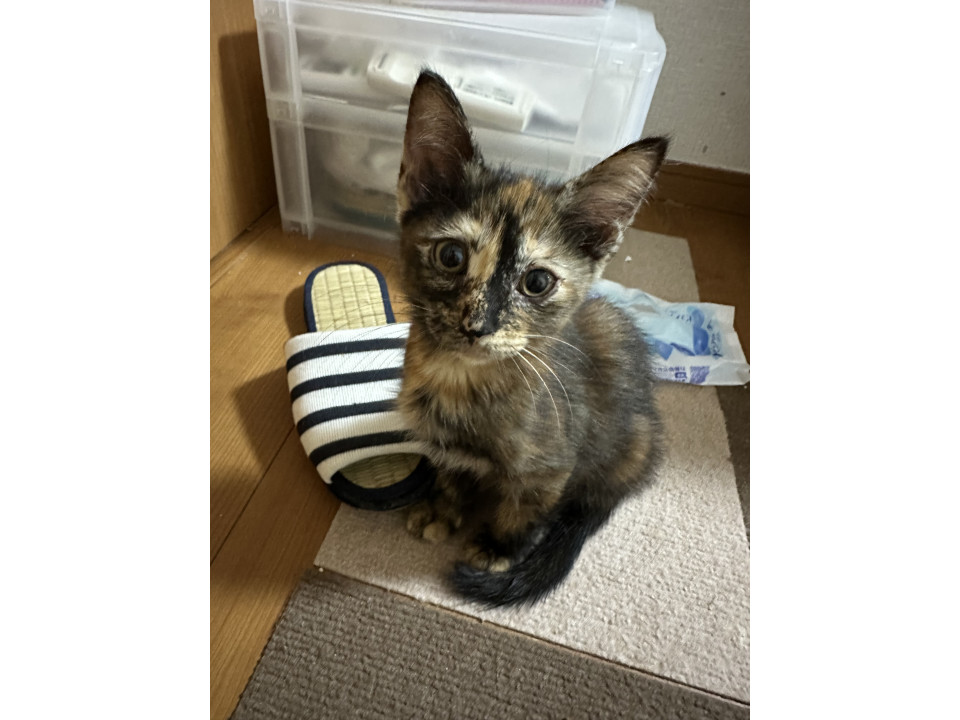 可愛いサビちゃん