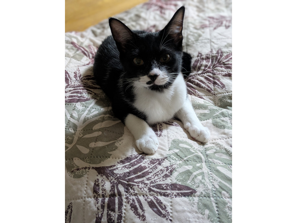 ハチワレ美猫(=^・・^=)