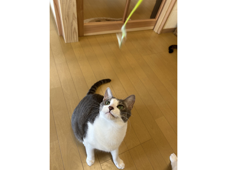 遊ぶの大好きサバシロの男の子