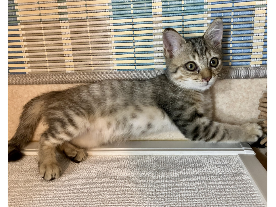 かわいいキジトラです