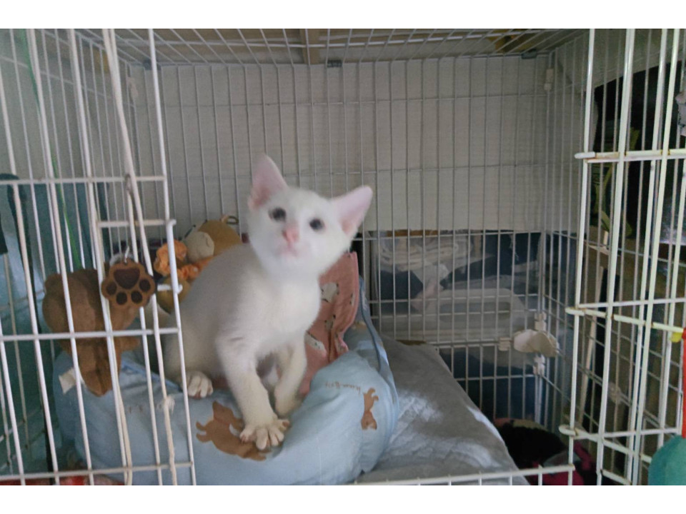 譲渡会参加 しろねこくん