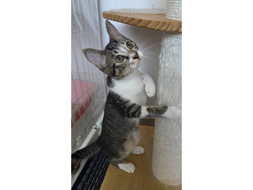 人慣れバツグン!抱っこ大好き甘えん坊