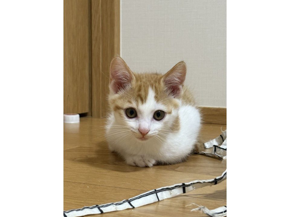 やんちゃな茶白ボーイ2
