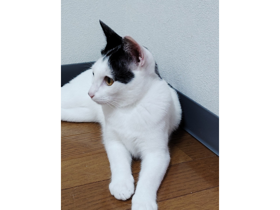 甘えん坊で元気いっぱいな子♪