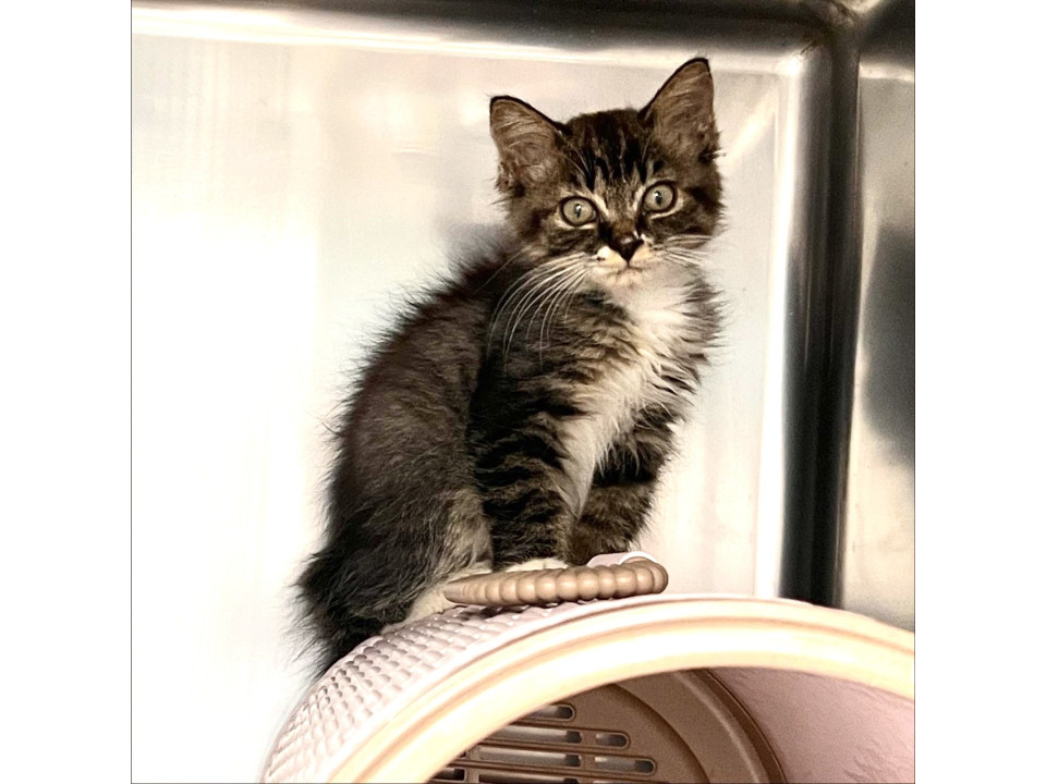 可愛いキジ白の女の子