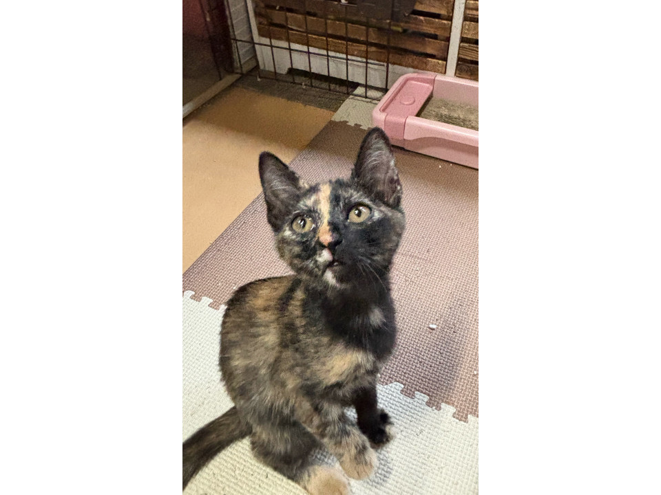 困り顔のサビコちゃん
