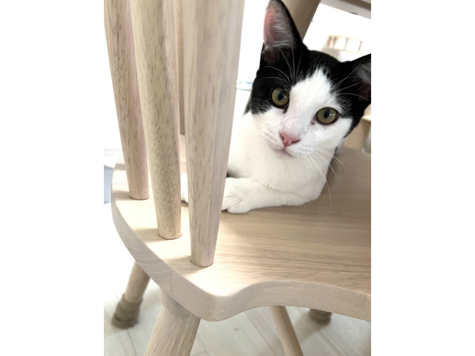 福です♩猫も人も大好き5ヶ月の男の子