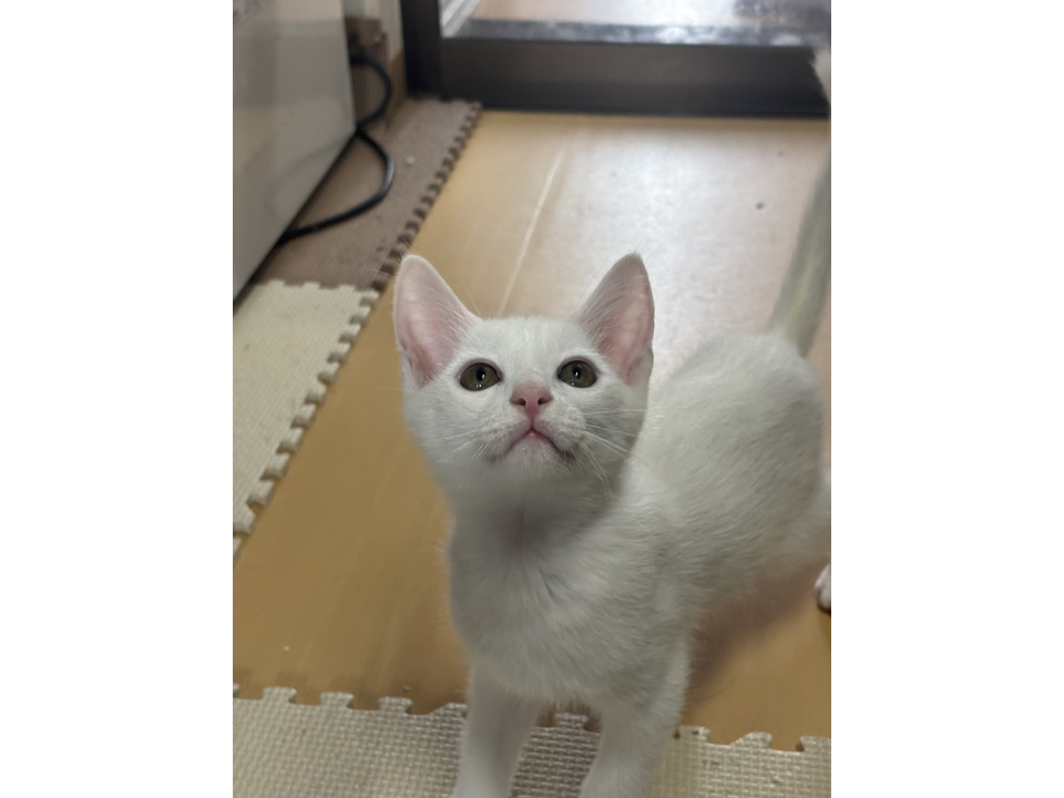 真っ白たまちゃん