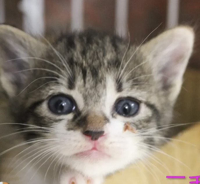 生後1ヶ月❤️縞三毛の子猫ちゃん♀