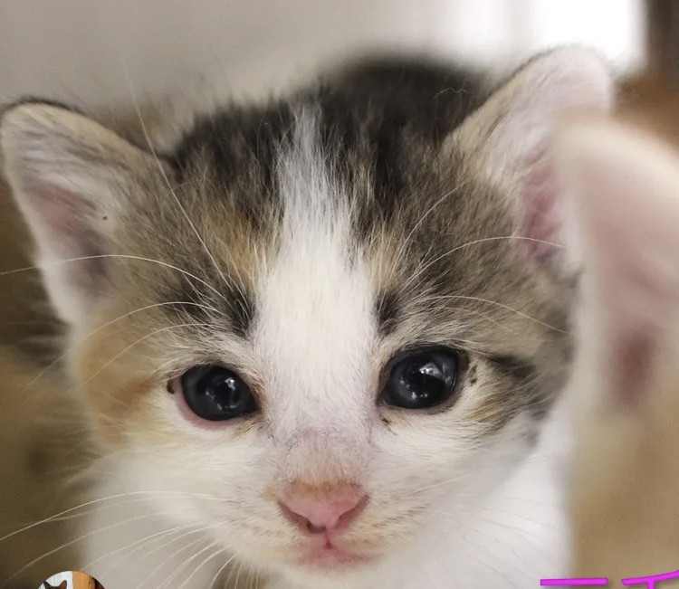 生後1ヶ月❤️ハチワレ三毛の子猫ちゃん♀