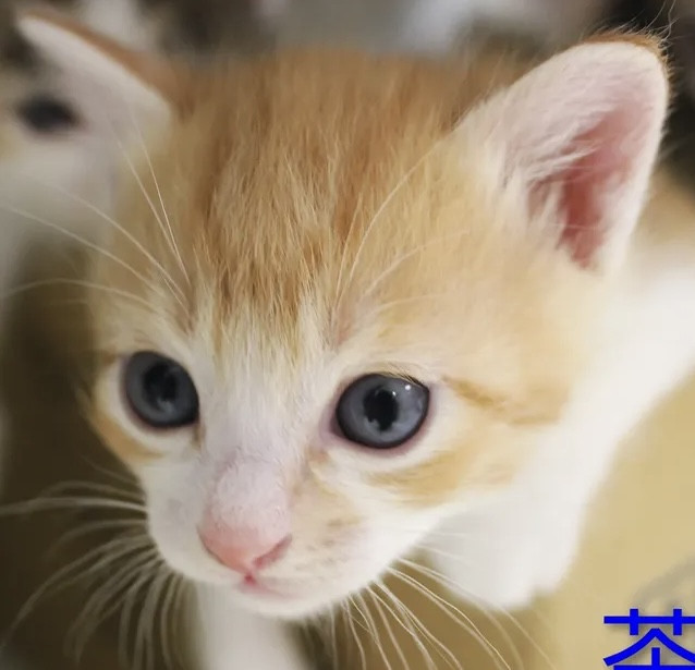 生後1ヶ月❤️茶白の子猫ちゃん♂