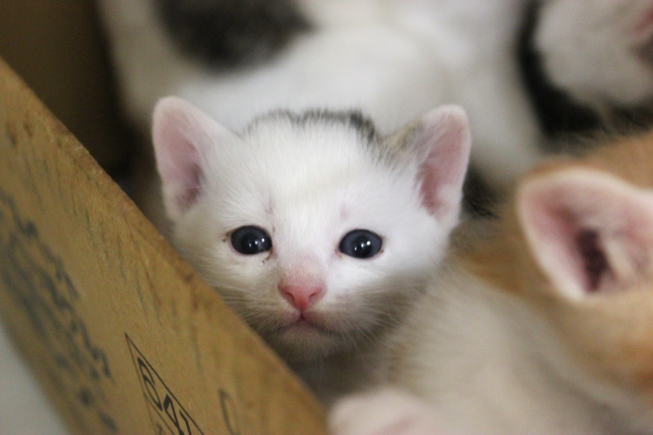 生後1ヶ月❤️シロキジの子猫ちゃん♂