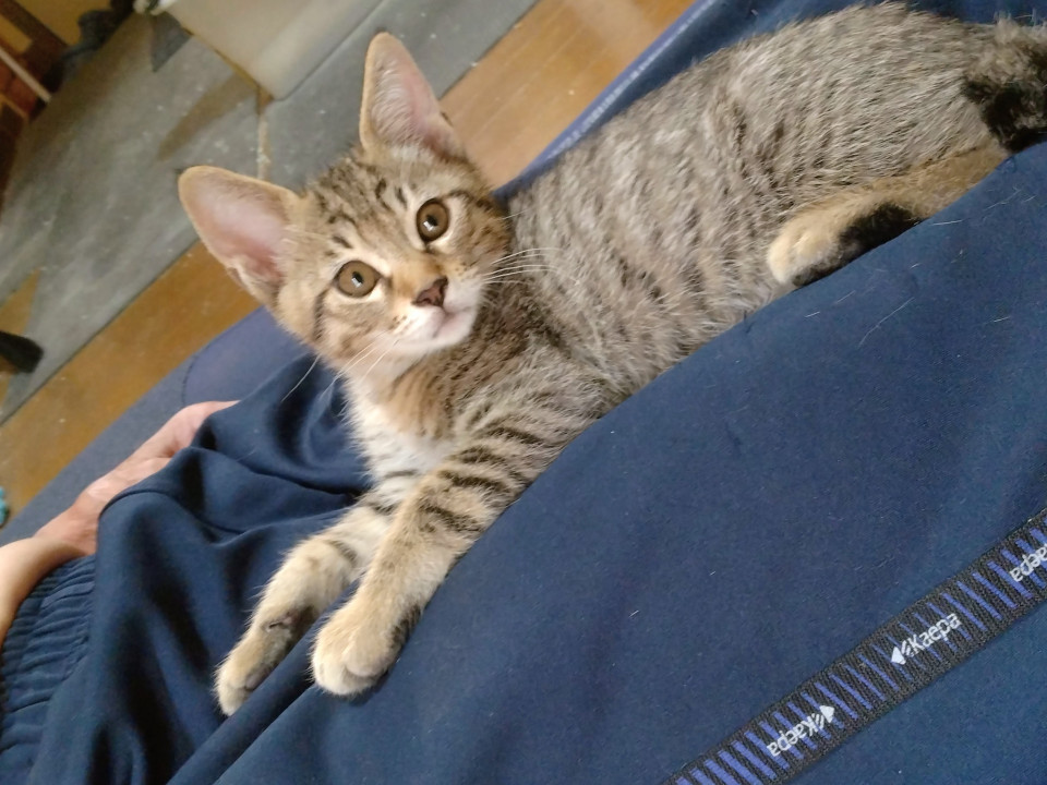 生後2ヶ月のキジ猫ちゃん