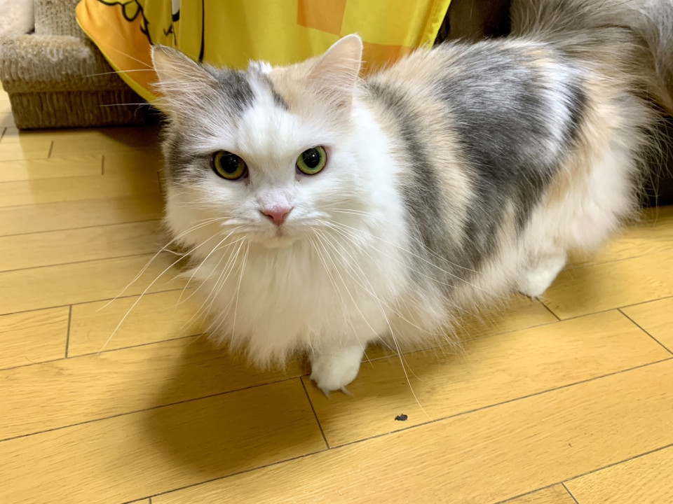 大人しい女の子6歳メス(マンチカン)