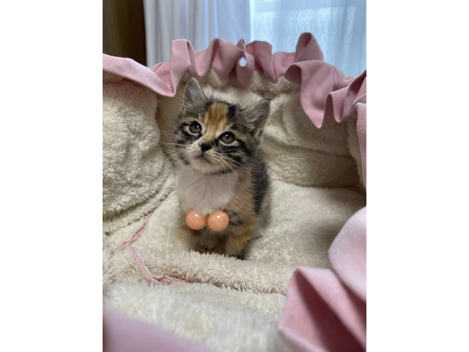 なれなれみいちゃん 1ヶ月半