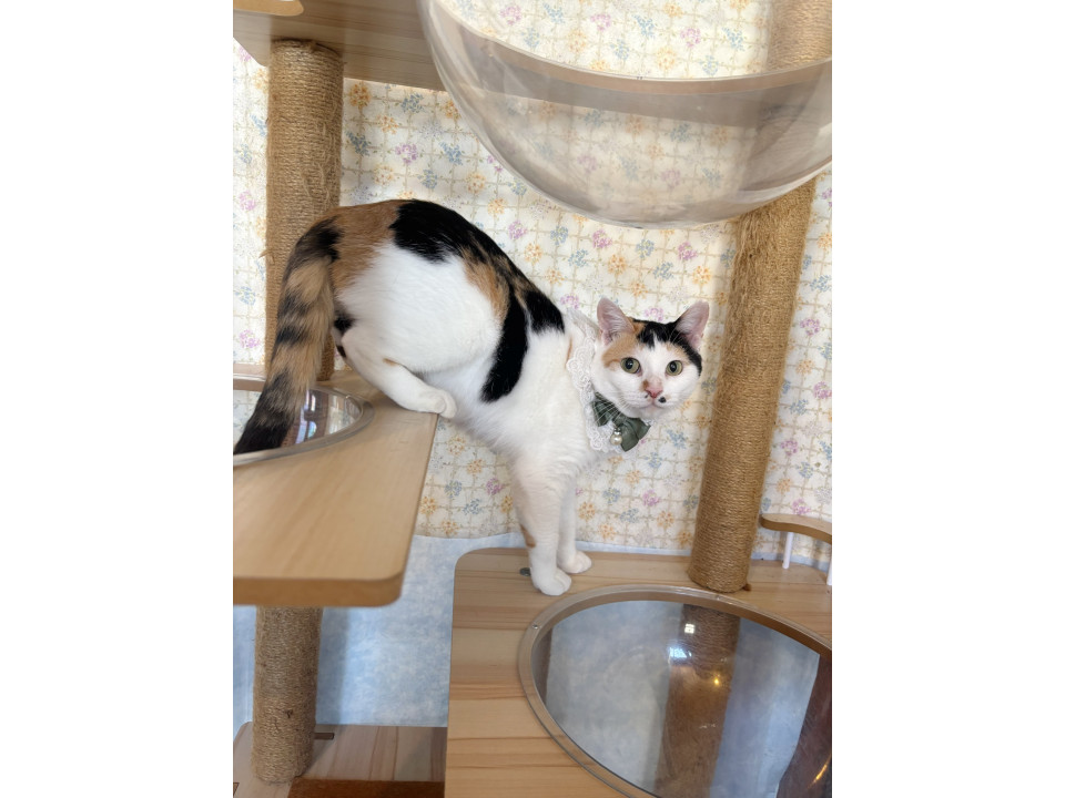 人が大好きゴロゴロ大音量三毛猫みー♡