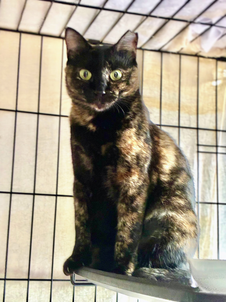 猫大好き♡こまめちゃん