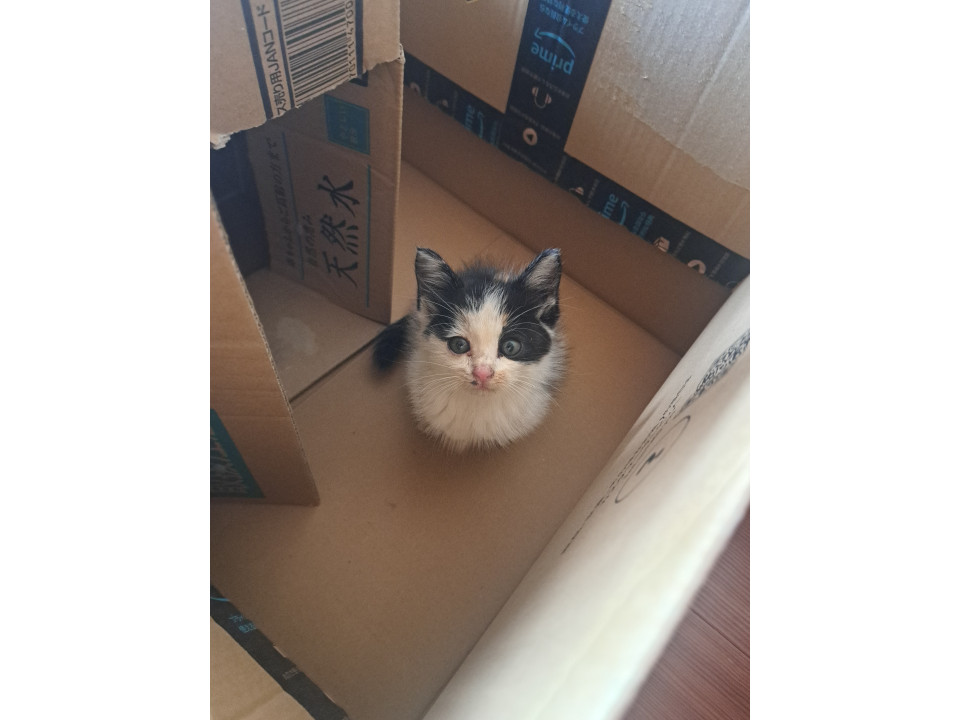 三毛猫メス
