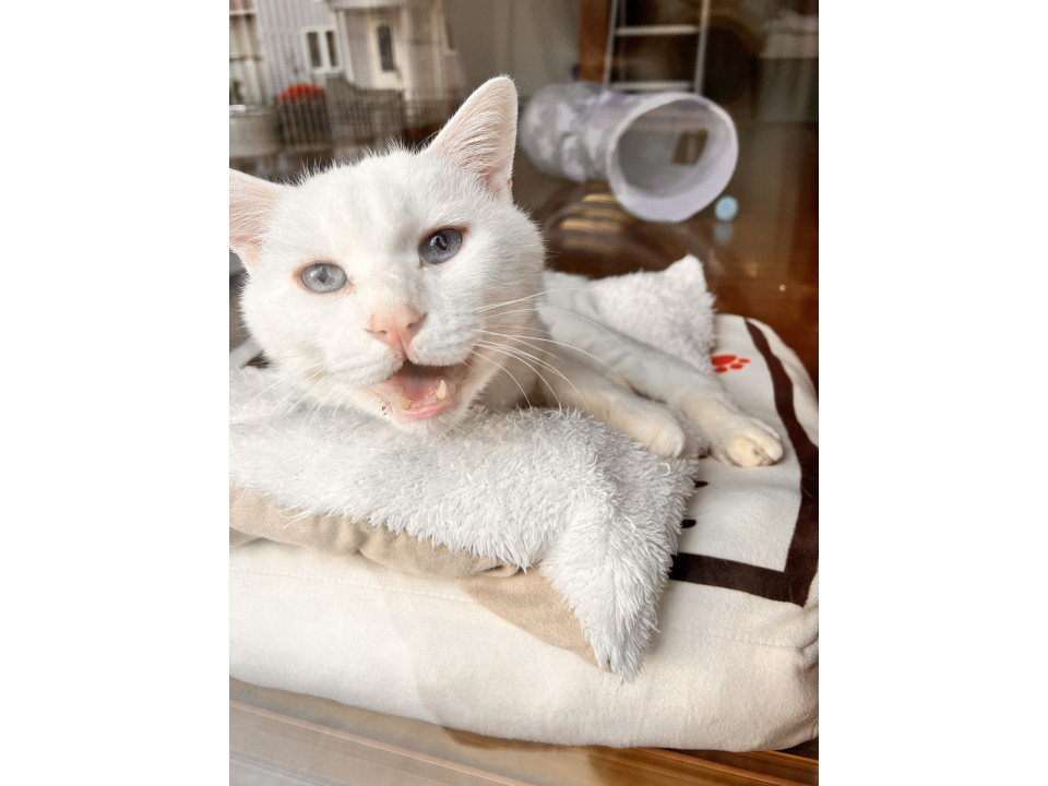 白猫の男子　年齢不詳（笑