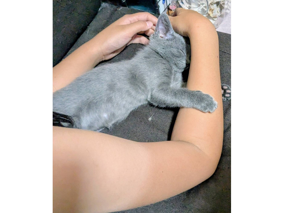 ベルベットのような毛並みの子猫