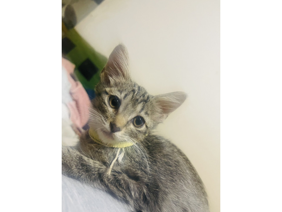 キジ姉妹③ 薄めのキジ