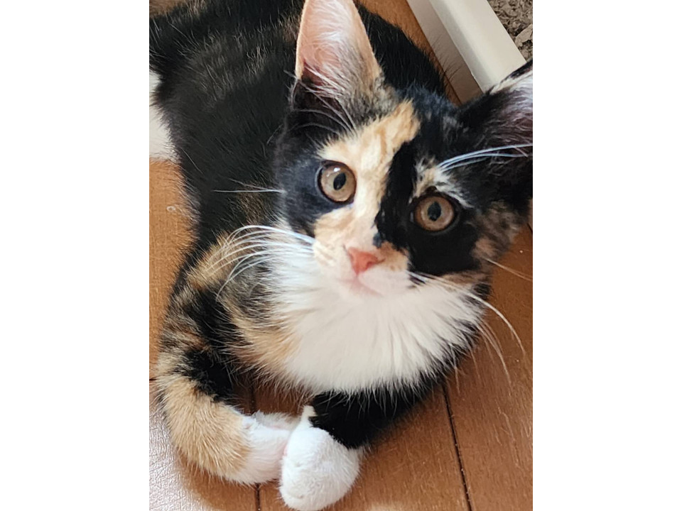 とにかく美しい三毛猫かほちゃん