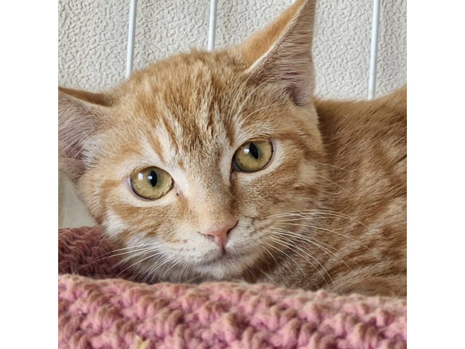 珍しい茶トラ女子！ライチちゃん 4カ月