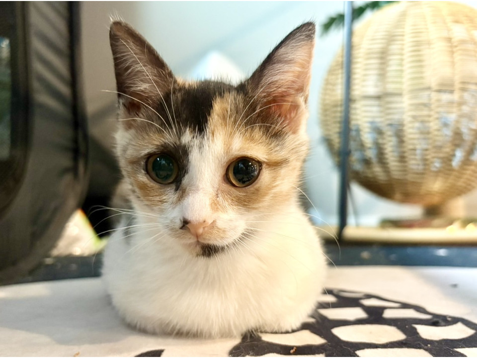 お茶目で可愛い三毛猫バブルスちゃん