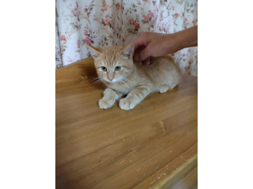 シャイなとらちゃんです