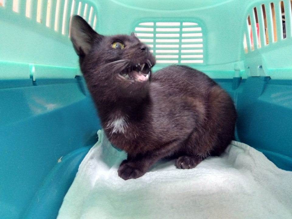 ベタベタで人大好き・元気な黒猫ちゃん