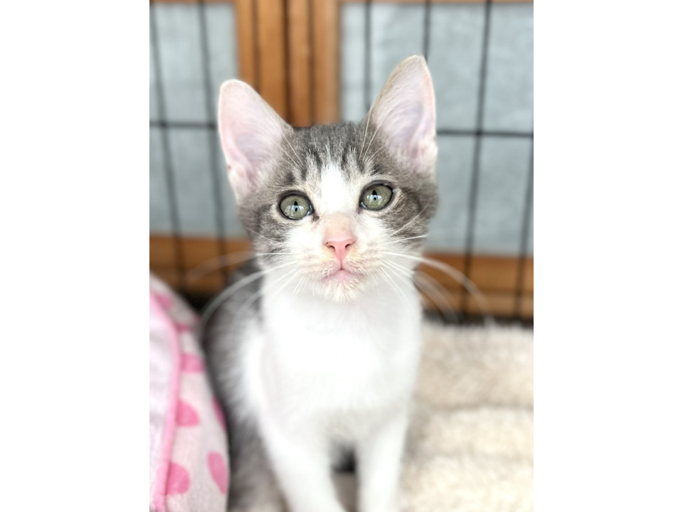 多頭飼育崩壊レスキューのしじみくん