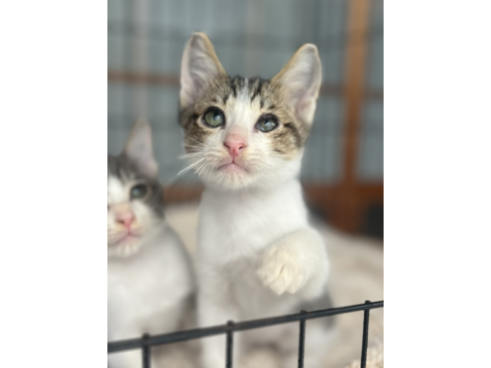 多頭飼育崩壊レスキューのあさりくん