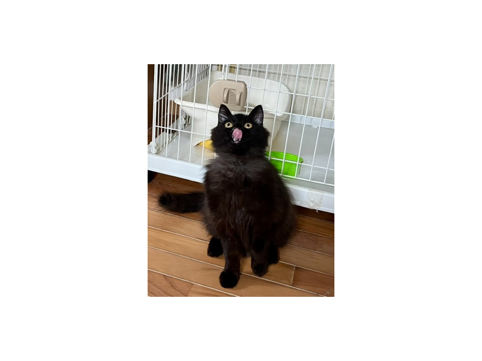 超甘えん坊なストーカー猫