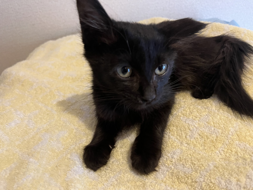 黒子猫 里親募集