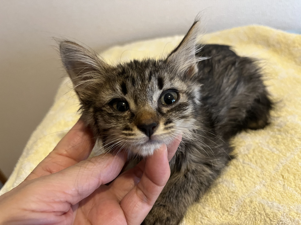長毛キジトラ 子猫です